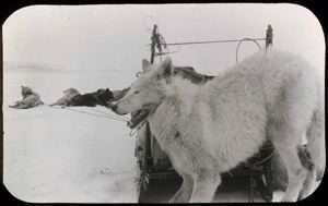 Image of White Wolf tied to sledge upstanders